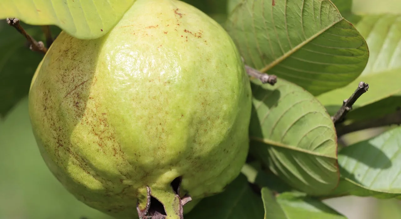 significa sonhar colhendo frutos de uma árvore